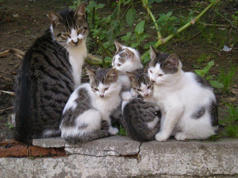 Annesini taklit eden yavru kediler