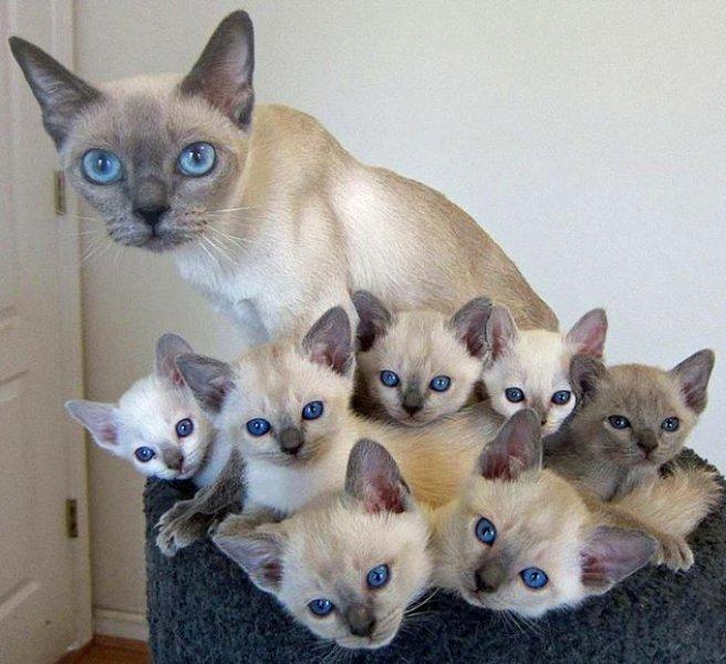 Annesini taklit eden yavru kediler