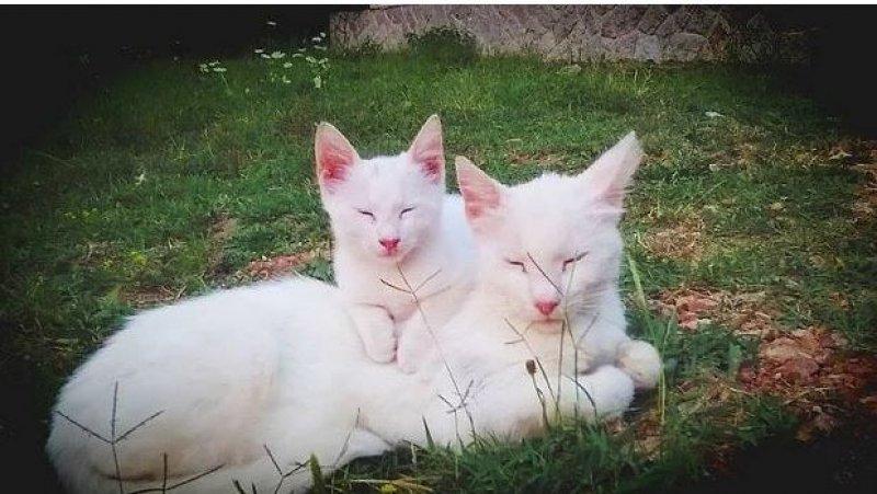 Annesini taklit eden yavru kediler