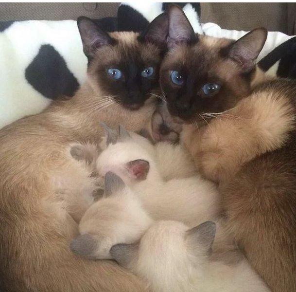 Annesini taklit eden yavru kediler