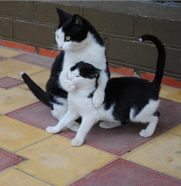 Annesini taklit eden yavru kediler