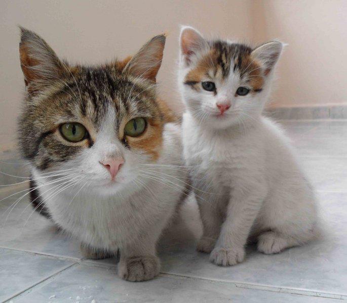 Annesini taklit eden yavru kediler