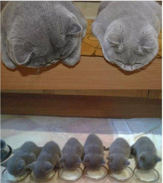 Annesini taklit eden yavru kediler