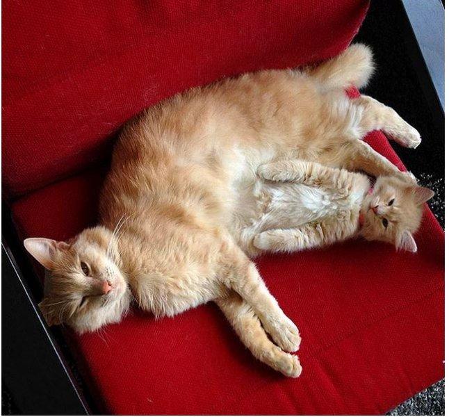 Annesini taklit eden yavru kediler