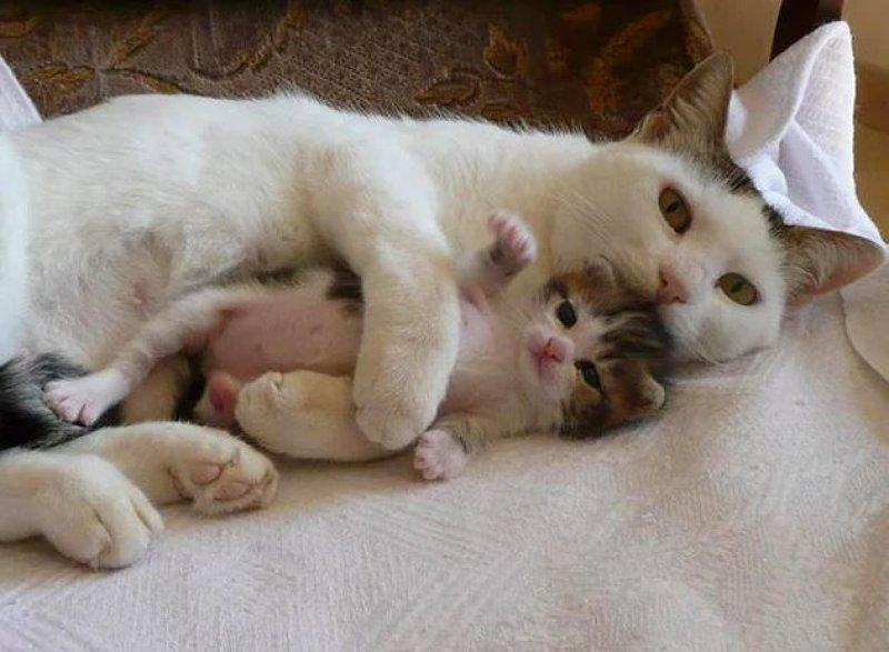 Annesini taklit eden yavru kediler