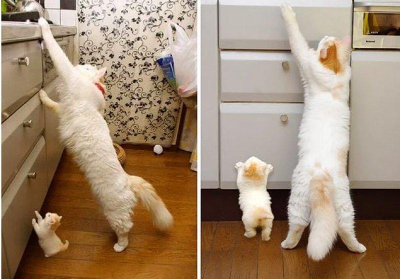 Annesini taklit eden yavru kediler