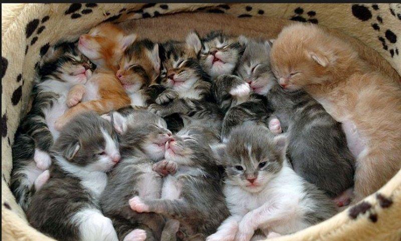 Annesini taklit eden yavru kediler