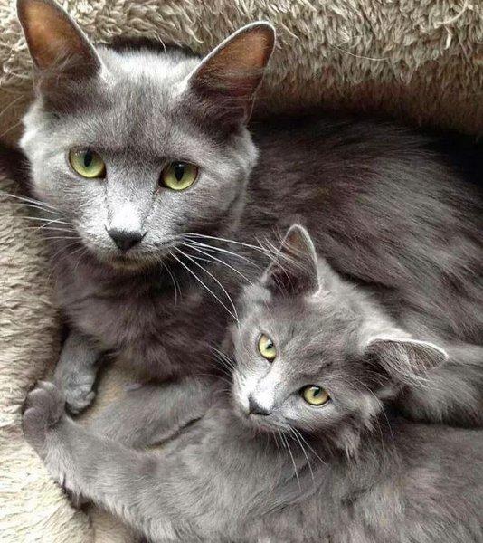 Annesini taklit eden yavru kediler