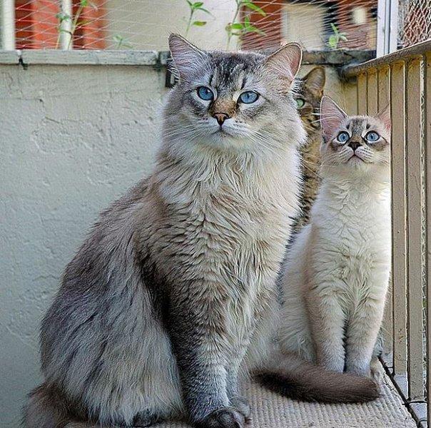 Annesini taklit eden yavru kediler