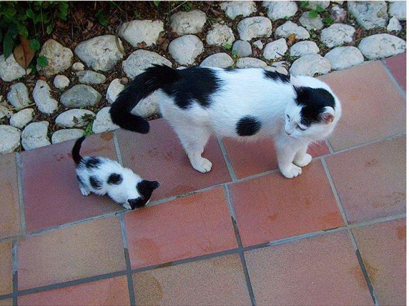 Annesini taklit eden yavru kediler