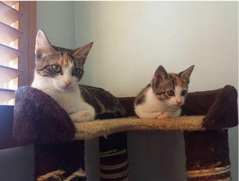 Annesini taklit eden yavru kediler