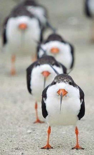 Amatör fotoğrafçıların objektifinden müthiş fotoğraflar