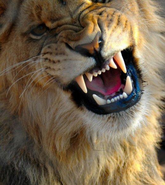 Amatör fotoğrafçıların objektifinden müthiş fotoğraflar