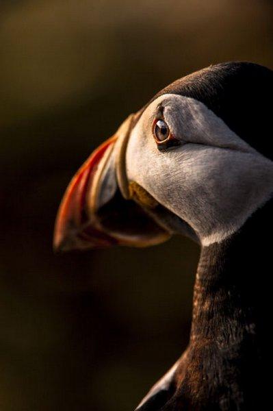 Amatör fotoğrafçıların objektifinden müthiş fotoğraflar