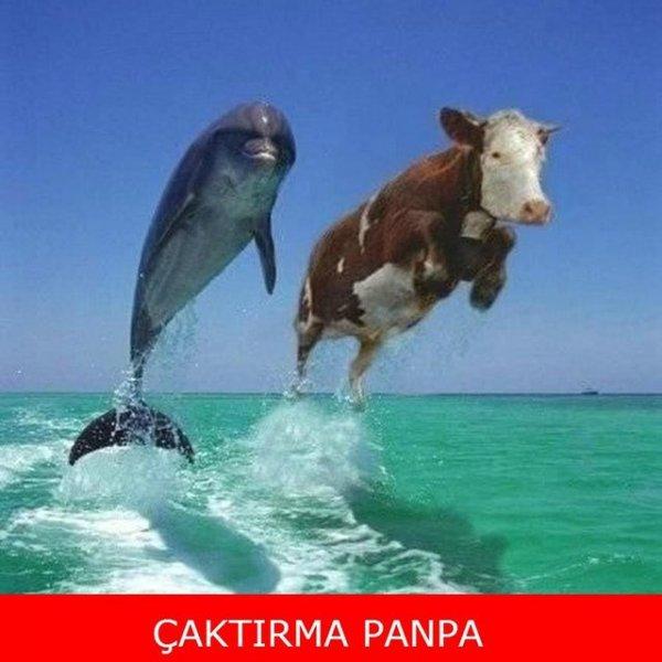 Kurban bayramı capsleri - Foto Galeri