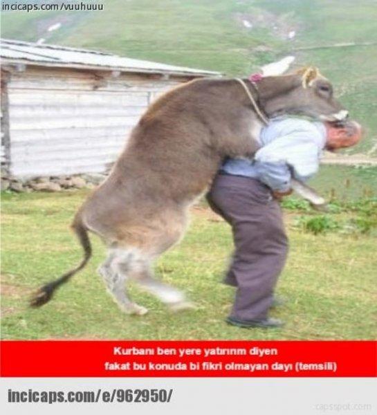 Kurban bayramı capsleri - Foto Galeri