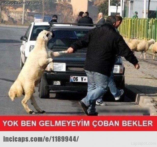 Kurban bayramı capsleri - Foto Galeri