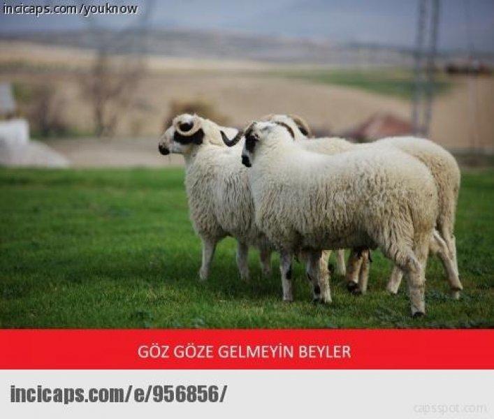 Kurban bayramı capsleri - Foto Galeri