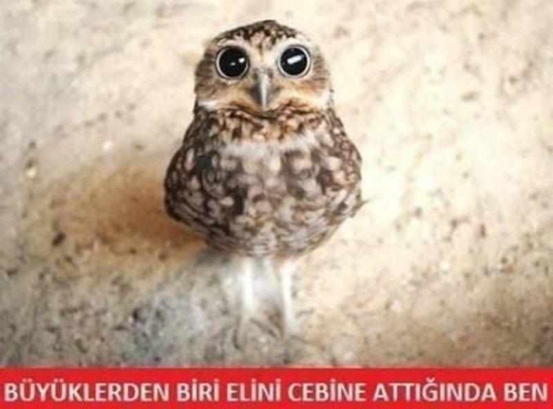 Kurban bayramı capsleri - Foto Galeri