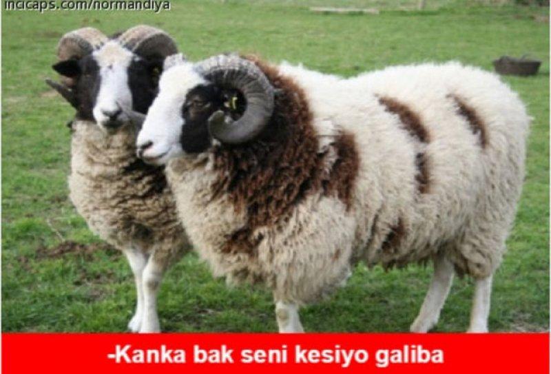 Kurban bayramı capsleri - Foto Galeri