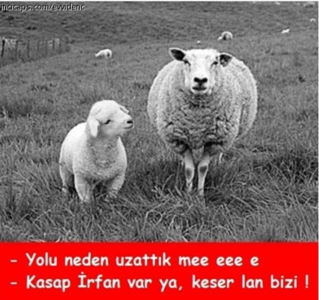 Kurban bayramı capsleri - Foto Galeri