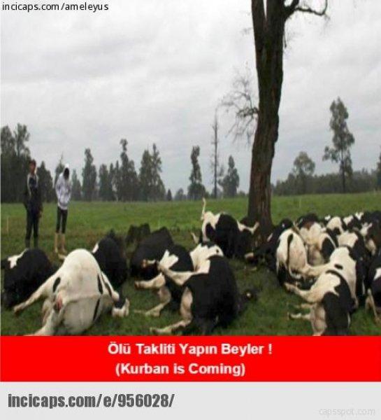 Kurban bayramı capsleri - Foto Galeri