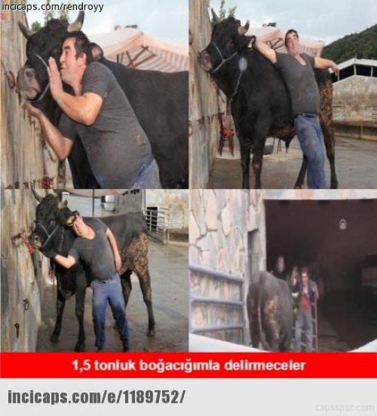 Kurban bayramı capsleri - Foto Galeri