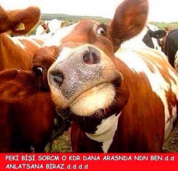 Kurban bayramı capsleri - Foto Galeri