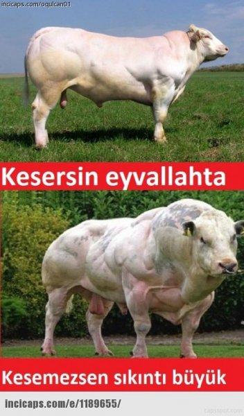 Kurban bayramı capsleri - Foto Galeri