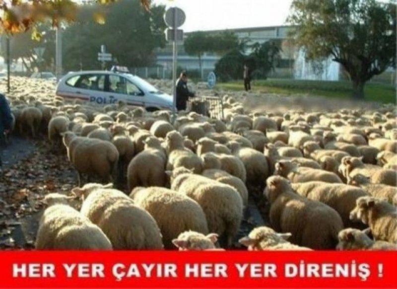 Kurban bayramı capsleri - Foto Galeri