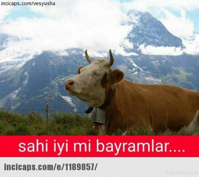 Kurban bayramı capsleri - Foto Galeri