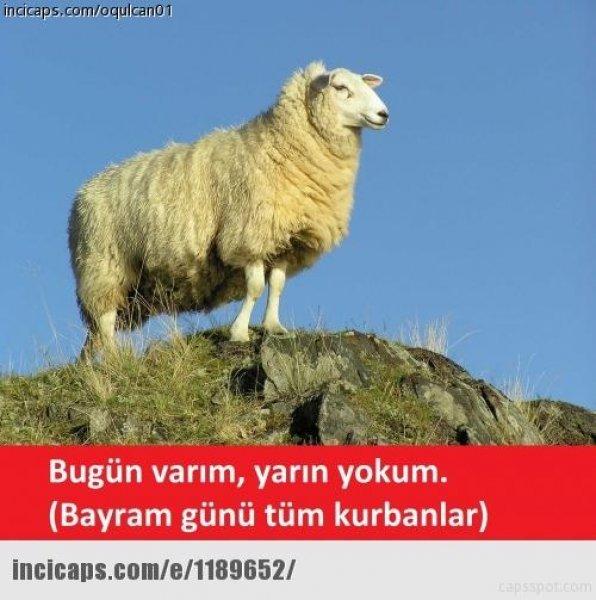 Kurban bayramı capsleri - Foto Galeri