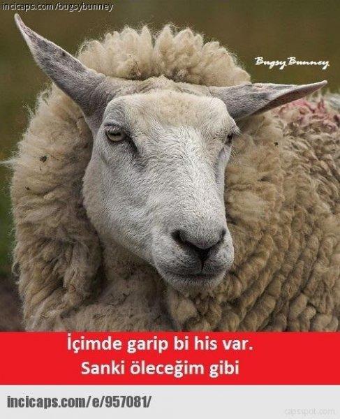 Kurban bayramı capsleri - Foto Galeri