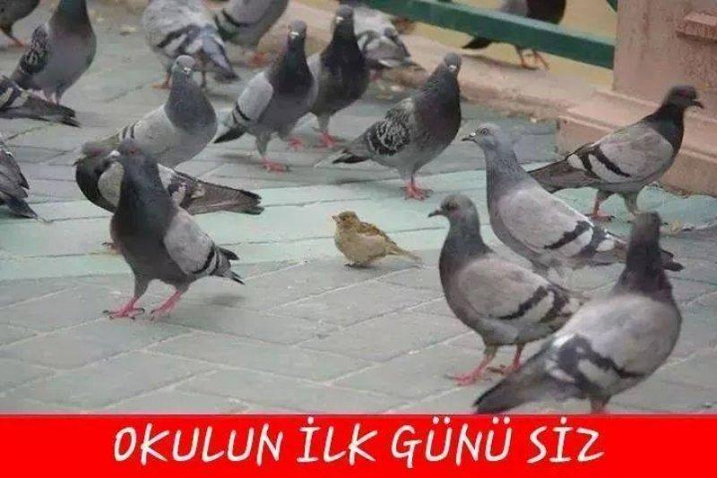 Sosyal medyada paylaşılan eğlenceli okul capsleri