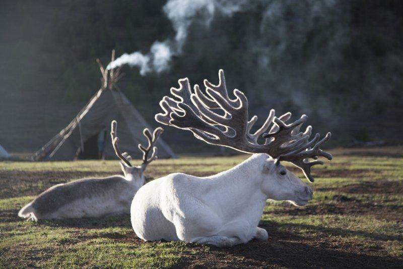 Kuzey Moğolistan'da yaşayan göçebe Türkler: Duhalar