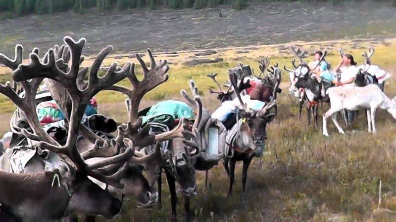 Kuzey Moğolistan'da yaşayan göçebe Türkler: Duhalar