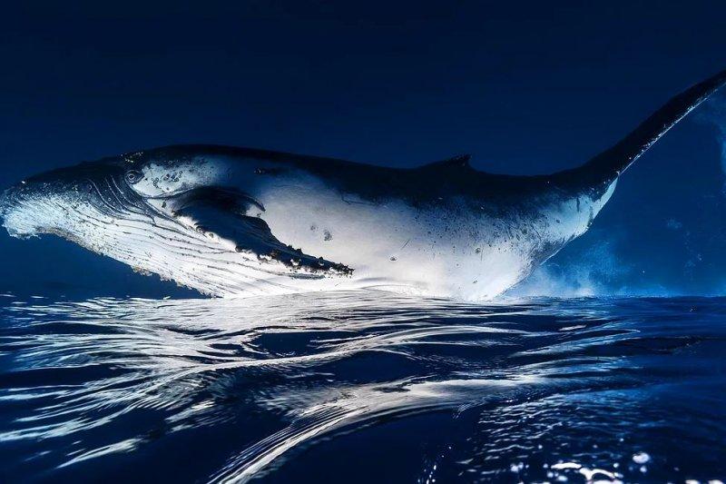 National Geographic fotoğraf yarışmasından dikkat çeken fotoğraflar