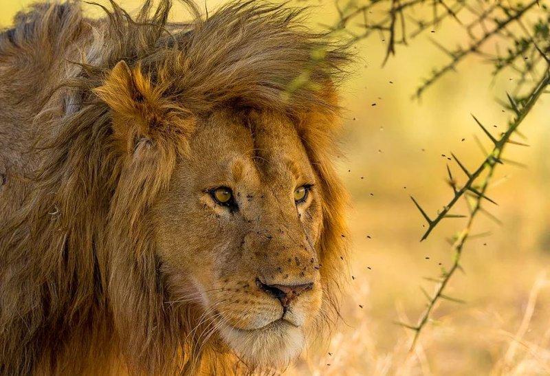 National Geographic fotoğraf yarışmasından dikkat çeken fotoğraflar