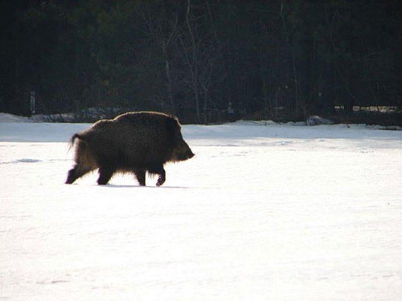 Çernobil faciası sonrası Fukuşima yabani hayvanlara ev oldu