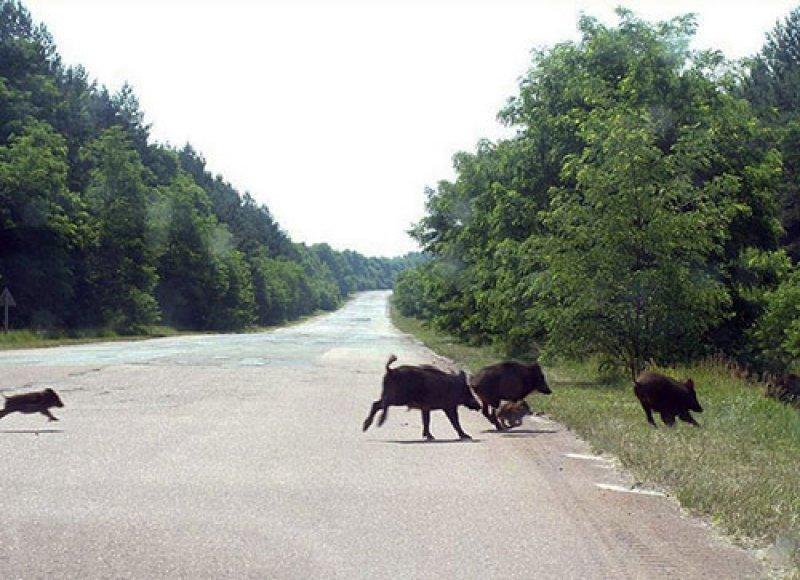 Çernobil faciası sonrası Fukuşima yabani hayvanlara ev oldu