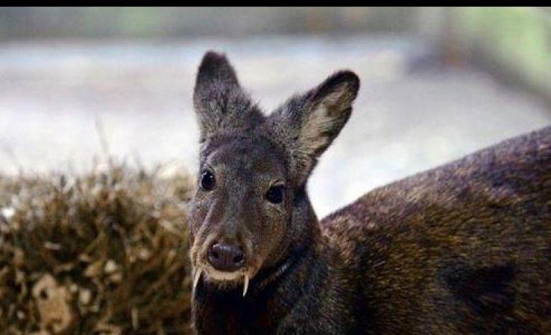 Vampir geyik 67 yıl sonra ortaya çıktı