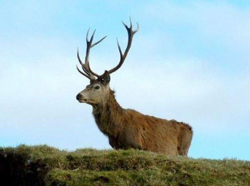 Vampir geyik 67 yıl sonra ortaya çıktı