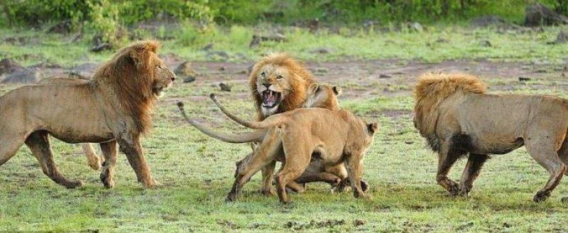 Yabancı aslan dişi aslanların saldırısına uğradı 