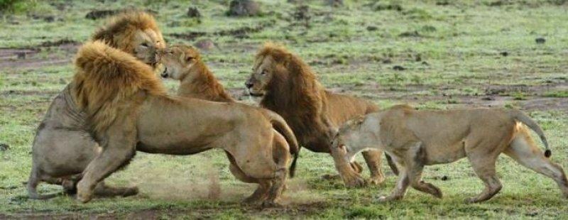 Yabancı aslan dişi aslanların saldırısına uğradı 