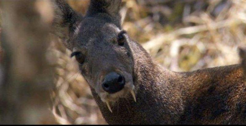 Vampir geyik 67 yıl sonra ortaya çıktı