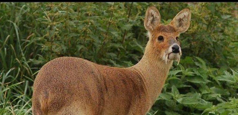 Vampir geyik 67 yıl sonra ortaya çıktı