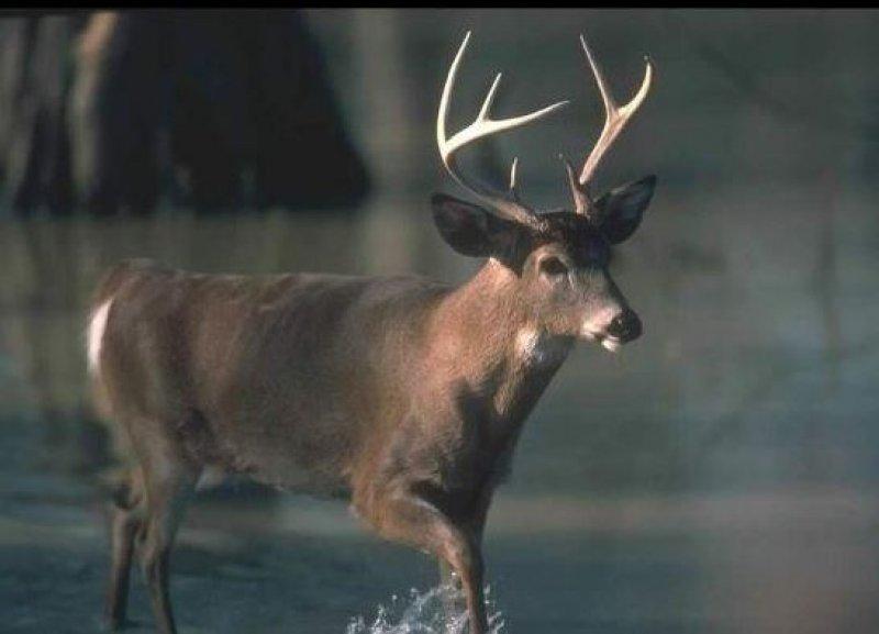 Vampir geyik 67 yıl sonra ortaya çıktı