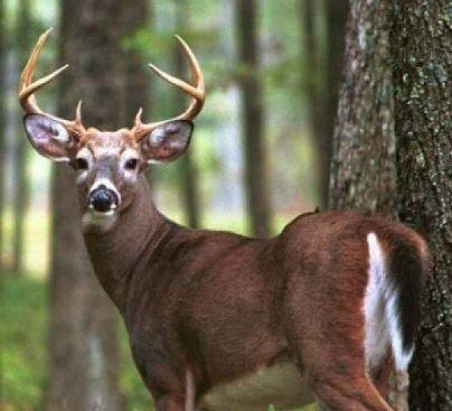 Vampir geyik 67 yıl sonra ortaya çıktı
