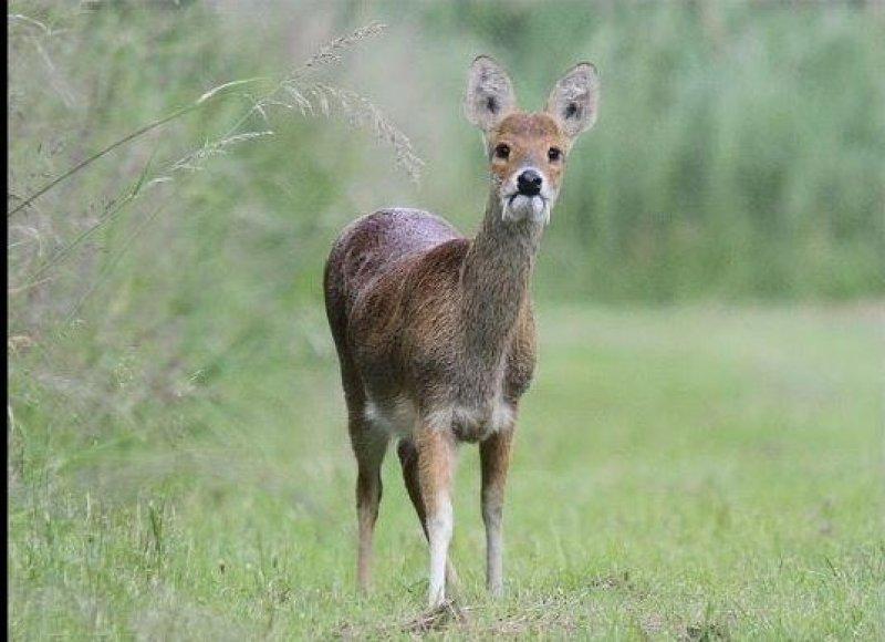 Vampir geyik 67 yıl sonra ortaya çıktı