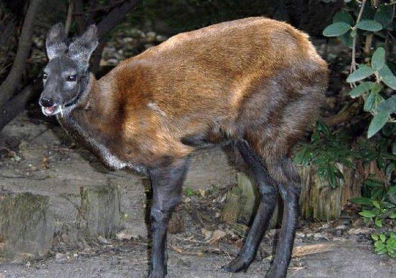 Vampir geyik 67 yıl sonra ortaya çıktı